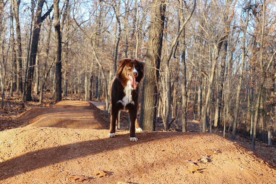 Dog stands on top of trail at Cease and Desist in Bentonville, Arkansas